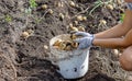 Potatoes grown in his garden. The farmer holds vegetables in his hands. Food