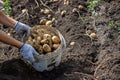 Potatoes grown in his garden. The farmer holds vegetables in his hands. Food