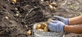 Potatoes grown in his garden. The farmer holds vegetables in his hands. Food