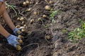 Potatoes grown in his garden. The farmer holds vegetables in his hands. Food