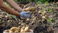 Potatoes grown in his garden. The farmer holds vegetables in his hands. Food