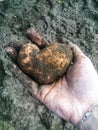 Heart shaped potato in hand in sand and earth Royalty Free Stock Photo