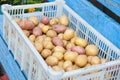 Potatoes harvest crop in plastic box for sale at local farmer market. Royalty Free Stock Photo