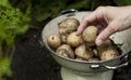 Potatoes just dug and in a colander Royalty Free Stock Photo