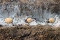 Potatoes laid in ash-fertilized holes in a row. The process of spring planting potato tubers in the garden