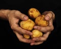 Potatoes in male hands Royalty Free Stock Photo