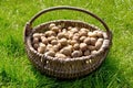 The potatoes are in the old wicker basket on the green grass Royalty Free Stock Photo