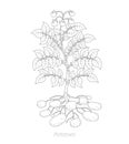 Potatoes plant. Spud plants. Harvest potato. Outline contour vector illustration.