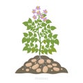 Potatoes plant. Spud plants with roots In the soil. Harvest potato. Solanum tuberosum.