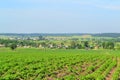 Potatoes plantation in russian village in summertime, panorama landscape Royalty Free Stock Photo