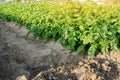 Potatoes plantations grow in the field. Vegetable rows. Agricultural grounds. Crops Fresh Agriculture Farming Farm. Potato plant Royalty Free Stock Photo