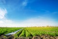 Potatoes plantations grow in the field. Vegetable rows. Farming, agriculture. Landscape with agricultural land. Fresh Organic Royalty Free Stock Photo