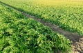 Potatoes plantations grow in the field. Vegetable rows. Farming, agriculture. Landscape with agricultural land. Fresh Organic Royalty Free Stock Photo