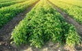 Potatoes plantations grow in the field. Vegetable rows. Farming, agriculture. Landscape with agricultural land. Fresh Organic Royalty Free Stock Photo