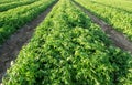 Potatoes plantations grow in the field. Vegetable rows. Farming, agriculture. Landscape with agricultural land. Fresh Organic Royalty Free Stock Photo