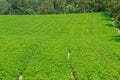 Potatoes planted in a row bloom with white flowers in a farmer's field.