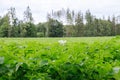 Growing potatoes in a large field. Flowering potato plants. Agricultural land. Royalty Free Stock Photo