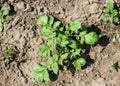 Potatoes planting on the farm field Royalty Free Stock Photo