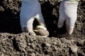 Potatoes planting on the farm field