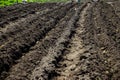 Potatoes planting on the farm field