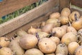 Potatoes for planting with sprouted shoots in a wooden box. Sprouted old seed potatoes. Potato tuber seedlings. The concept of Royalty Free Stock Photo