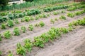 Potatoes Plants Growing In Raised Beds In Vegetable Garden In Summer Royalty Free Stock Photo