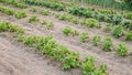 Potatoes Plants Growing In Raised Beds In Vegetable Garden In Summer Royalty Free Stock Photo