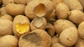 Potatoes and potato spoiled and spoilage warehouse mouse and mice bite, pest of stored vegetable food potato, frequent