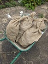 Potatoes in the sacks and transported in wheelbarrow