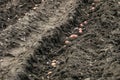 Potatoes seeds in soil. Plowed and planted rows black-earth soil.