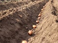 Potatoes that are sprouted are sown in the ground