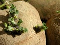 Potatoes sprouts Royalty Free Stock Photo