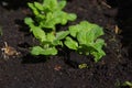 Potatoes stand out from the soil