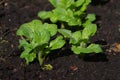 Potatoes stand out from the soil