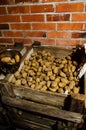 Potatoes stored in a cellar