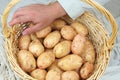 Potatoes in a straw basket. Harvesting and organic gardening. Country life.