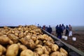 Potatoes on a trailer group of people in the background