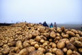 Potatoes on a trailer group of people in the background