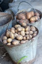 Potatoes in two baskets after harvesting.Fresh uncooked potatoes Royalty Free Stock Photo