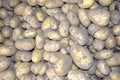 Potatoes. Unwashed potato tubers lie on the field after harvest in autumn. Dirty tubers close-up