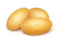 Potatoes. Useful vegetable. Vector illustration.