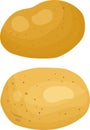 Potatoes vector illustration. Isolated white background. Transparent objects used for lights and shadows drawing. Royalty Free Stock Photo