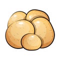 Potatoes vector illustration. Isolated white background. Transparent objects Royalty Free Stock Photo