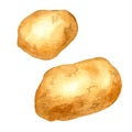 Potatoes, vegetable watercolor illustration on white background