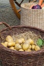 Potatoes and vegetables in baskets Royalty Free Stock Photo