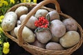 Potatoes and viburnum in a basket. Thanksgiving Day. Harvest.