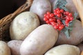 Potatoes and viburnum in a basket. Thanksgiving Day. Harvest.