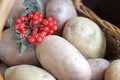 Potatoes and viburnum in a basket. Thanksgiving Day. Harvest.