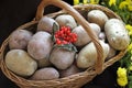 Potatoes and viburnum in a basket. Thanksgiving Day. Harvest.