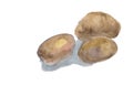 Potatoes watercolor drawing Royalty Free Stock Photo